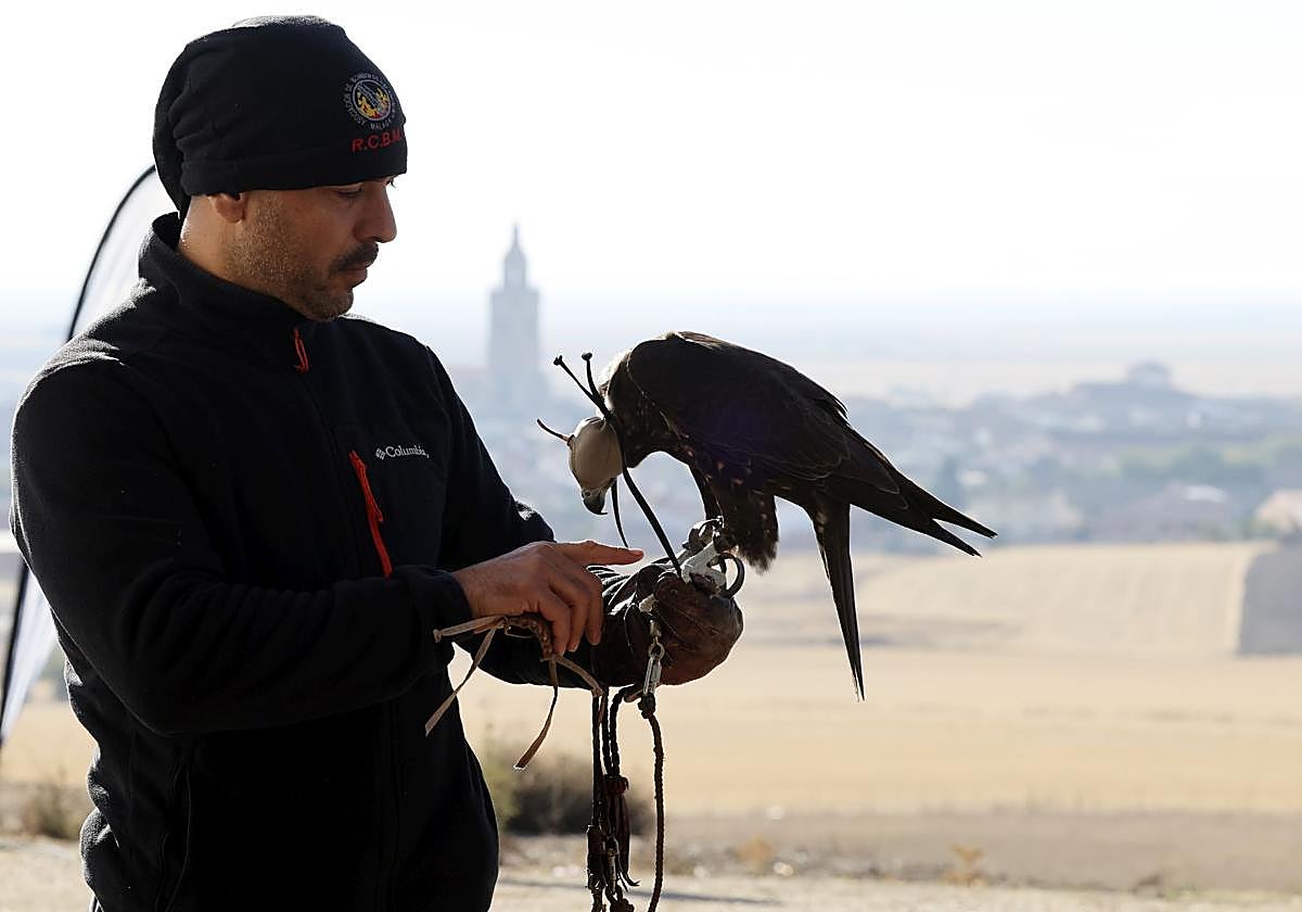 Las imágenes del I Encuentro Internacional de Cetrería en Nava del Rey