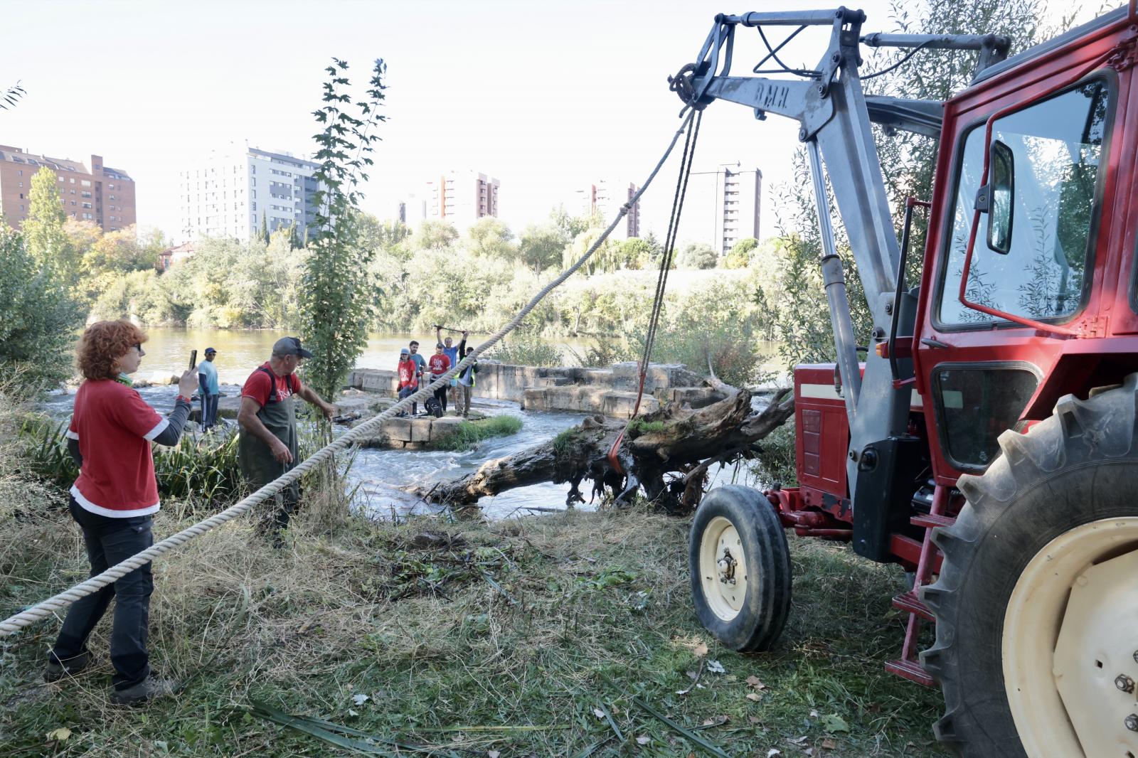 En torno a una docena de voluntarios han retirado los troncos que estaban atrapados en las antiguas aceñas del Puente Mayor.