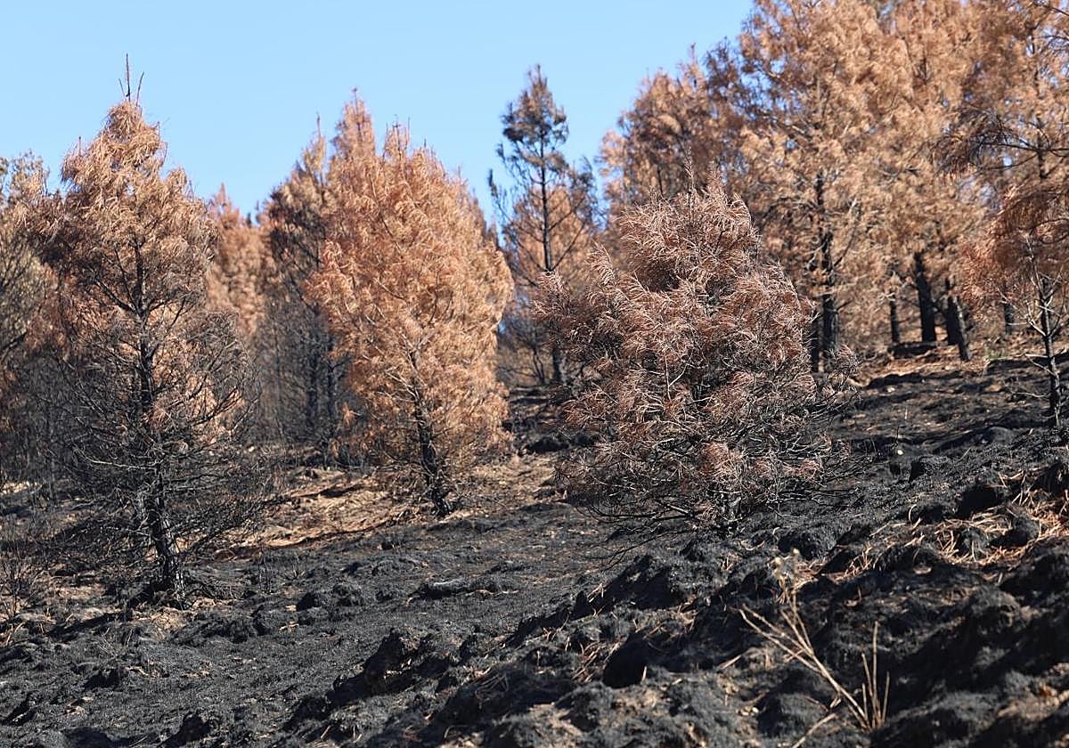 Superficie quemada en los incendios de Quintana y Congosto, el pasad mes de agosto.