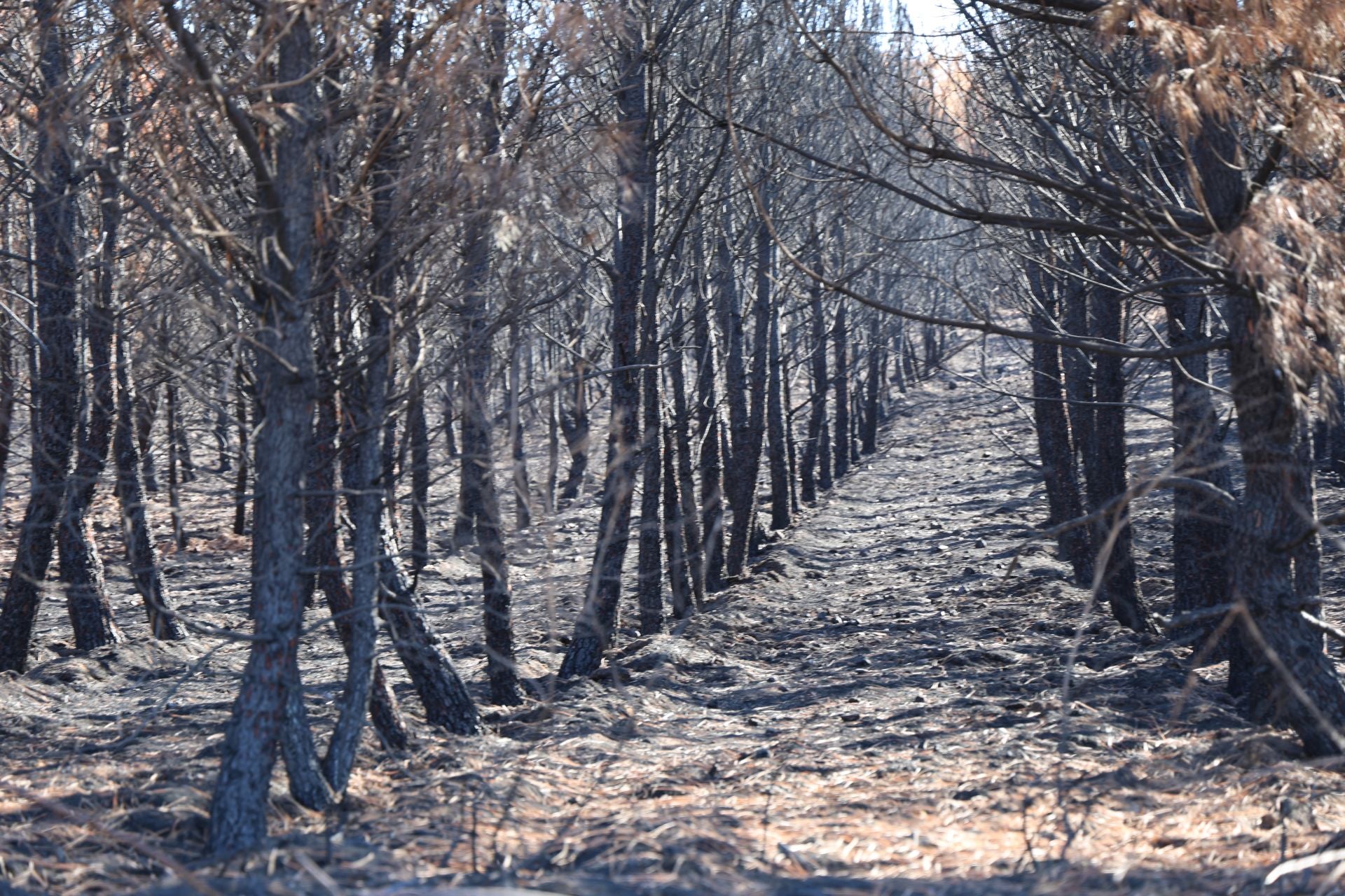 Las imágenes de la situación actual en Castrocalbón y Quintana y Congosto tras los incendios