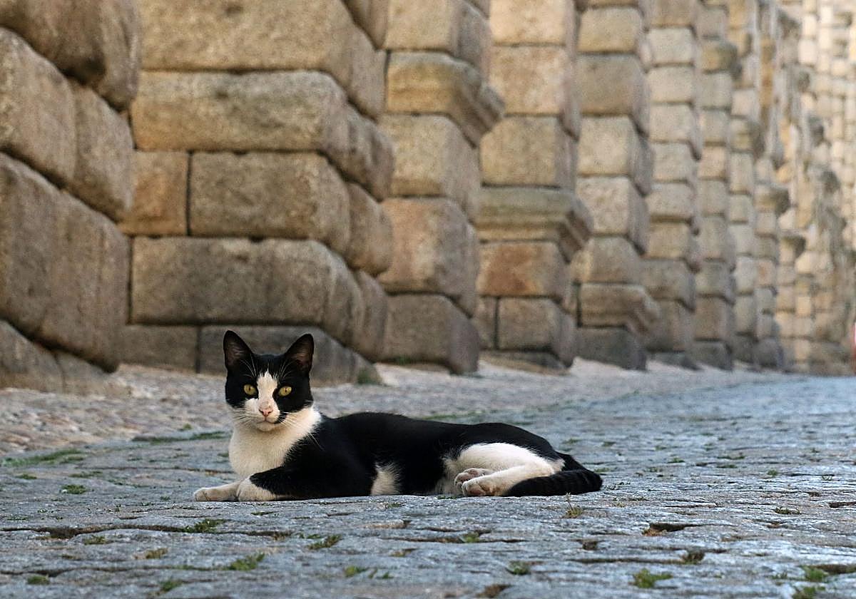 Un gato tumbado junto al Acueducto de Segovia.