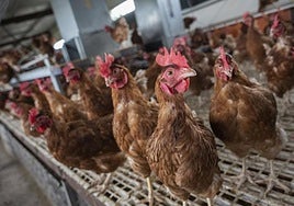 Gallinas ponedoras en una granja, en una imagen de archivo.