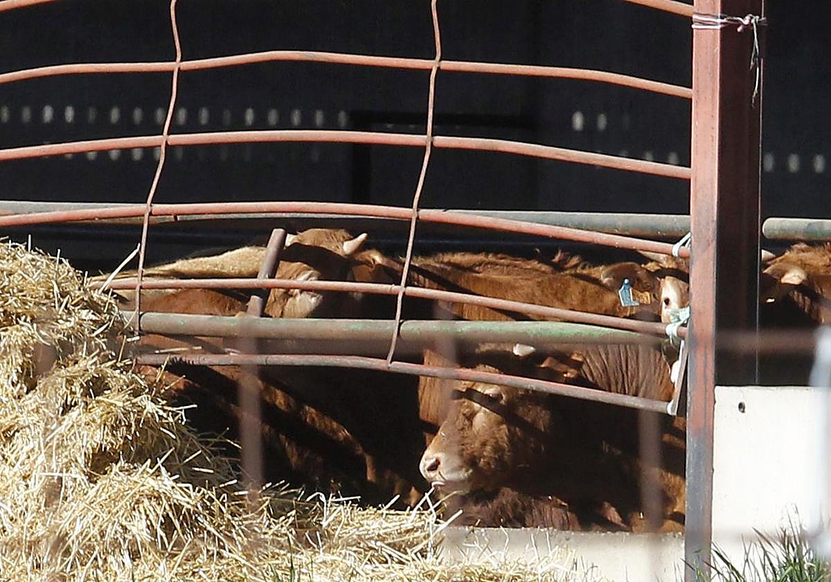Vacas en una explotación ganadera de la provincia de Segovia, en una imagen de archivo.
