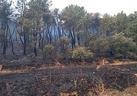 Bosque quemado tras un incendio forestal en la provincia de León el pasado agosto.