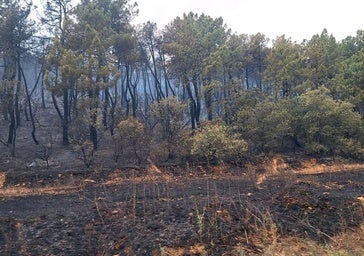 Ecologistas recurre la orden que permite la extracción de madera quemada en los incendios forestales