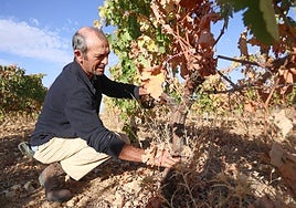 José María Rey en sus viñedos en ecológico en la localidad vallisoletana de Villafuerte de Esgueva.
