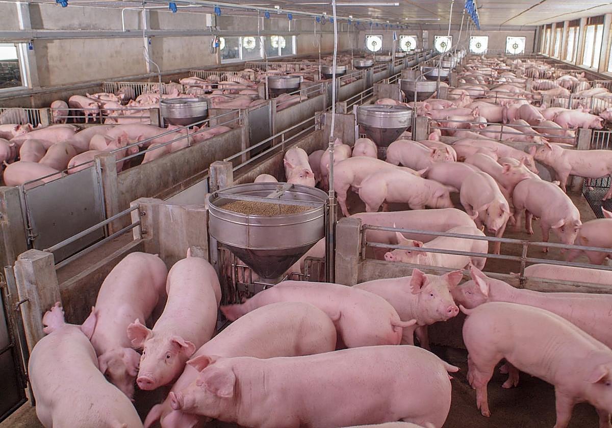 Calzadilla de la Cueza prevé instalar una granja porcina de recría