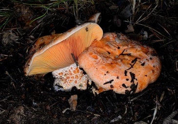 Bajón en la venta de permisos micológicos por la «desastrosa» temporada de setas en Valladolid