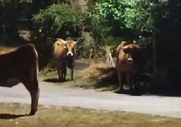 Unas vacas en un pueblo de León causan varios accidentes y arrasan con cultivos y huertas
