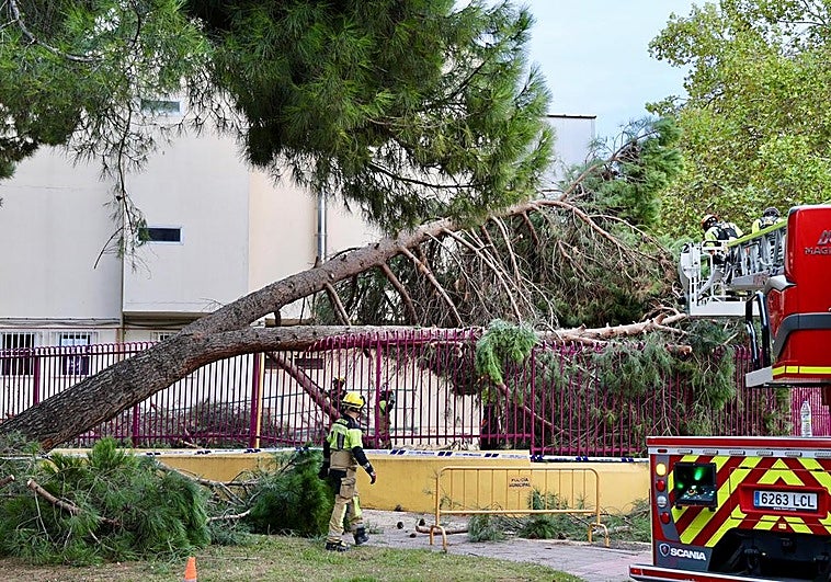 Los bomberos retiran ramas del árbol caído.
