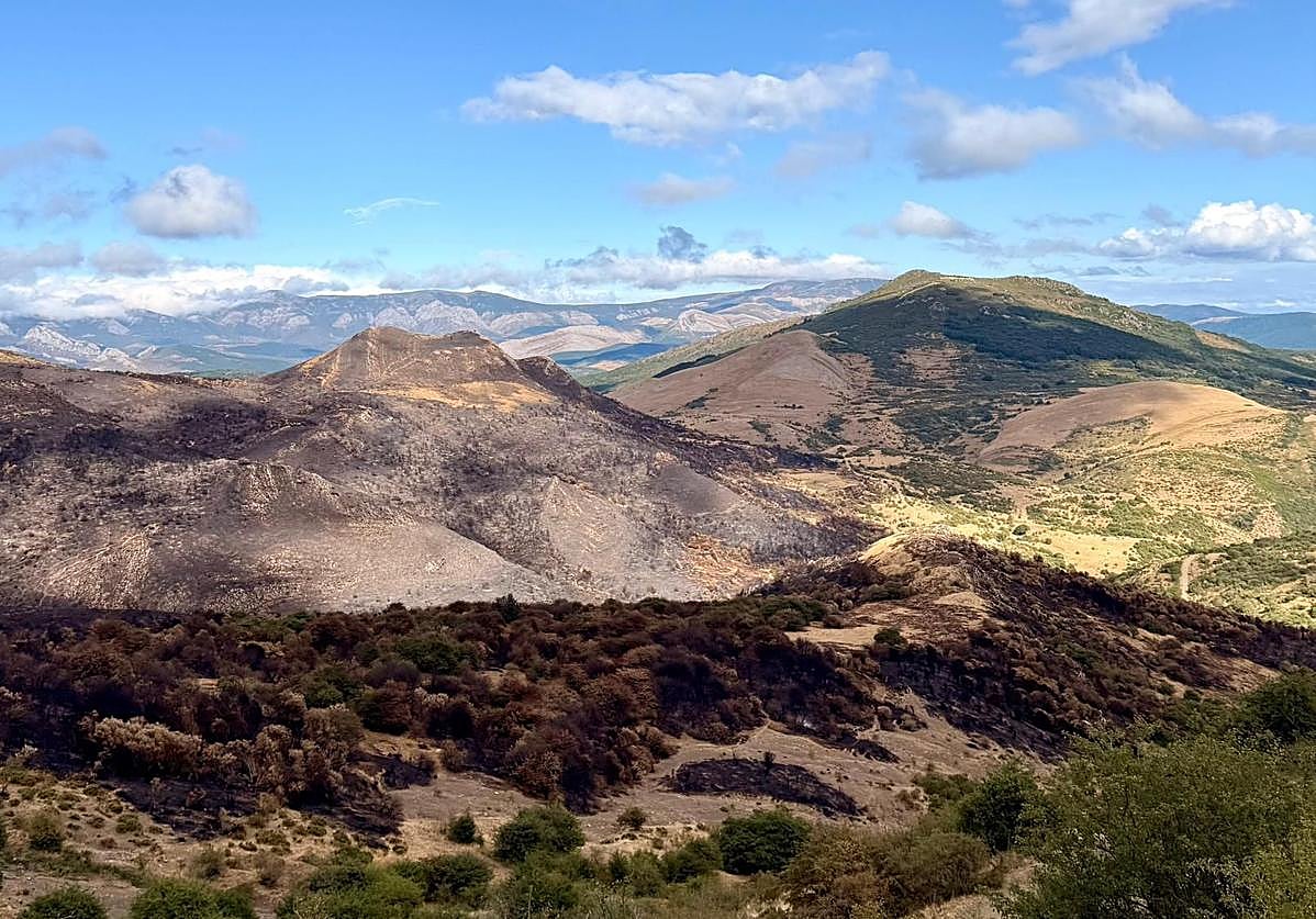 Terreno afectado por los incendios en la Montaña Palentina.