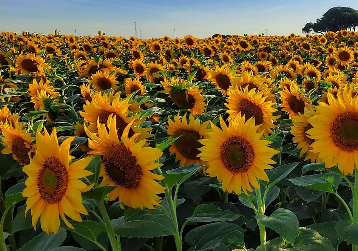 Parcela de girasol en pasadas campañas.