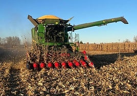 Siega de maíz en la provincia de León.