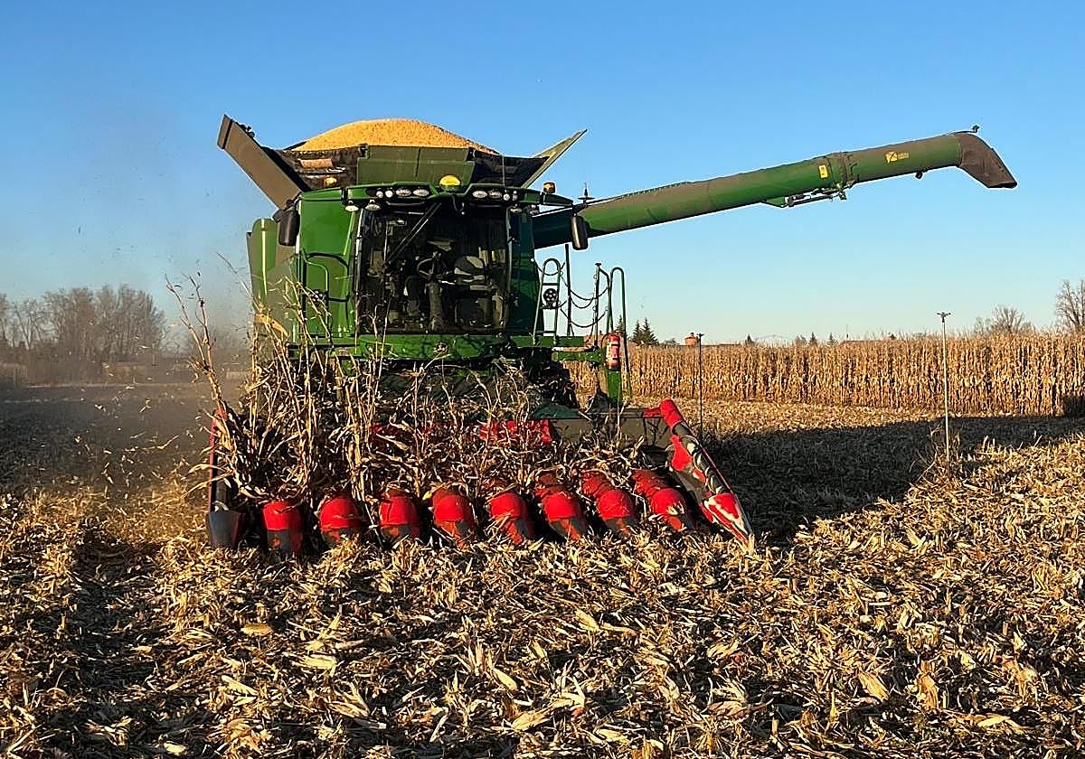 Siega de maíz en la provincia de León.