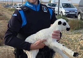El agente con el cordero en brazos.