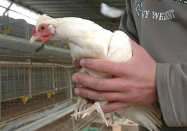 Un granjero coge una gallina en una explotación aviar.