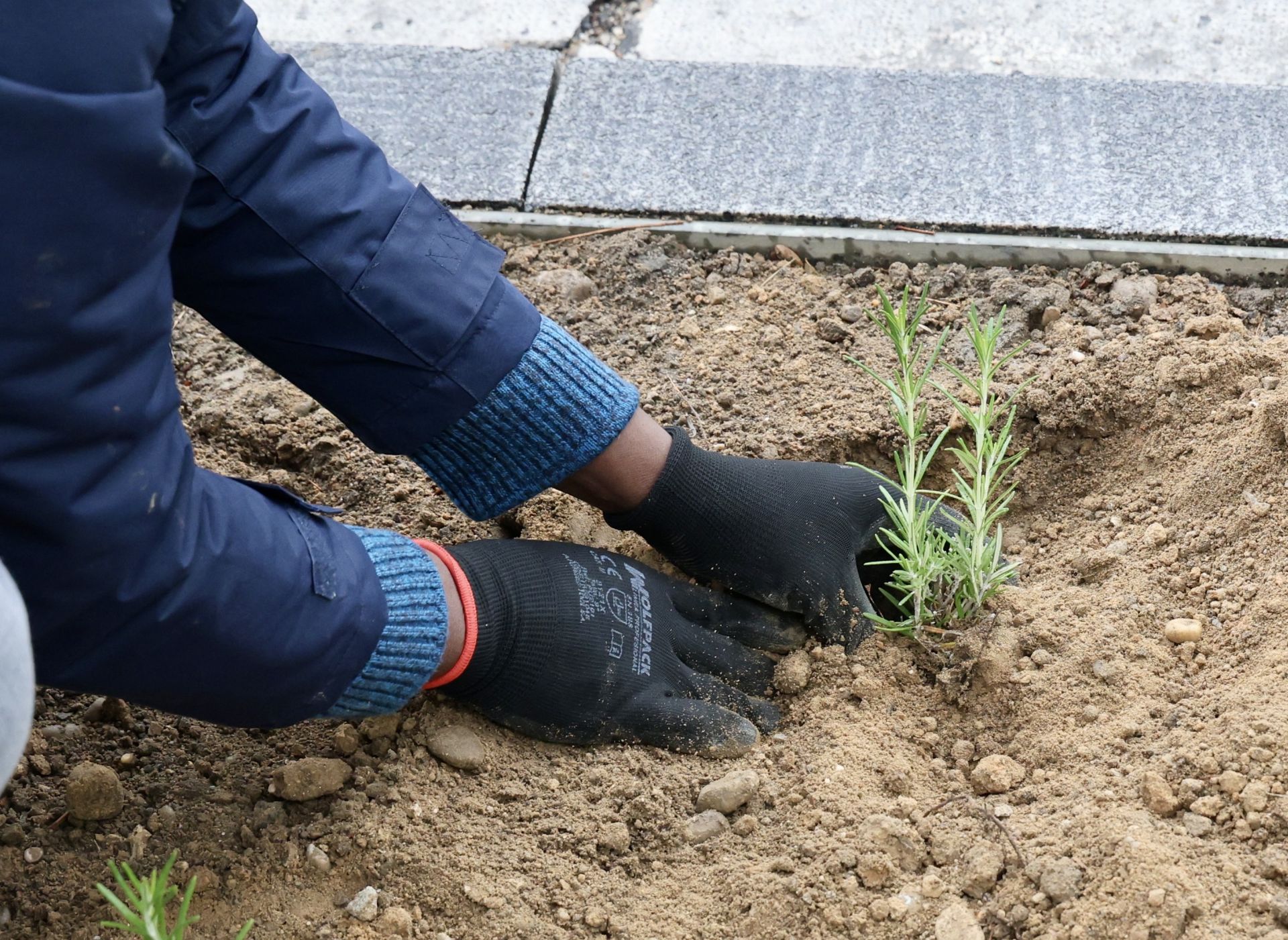 Las imágenes de la plantación solidaria con motivo del Día de las Personas sin Hogar