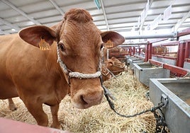 Feria de ganadería en Salamanca.