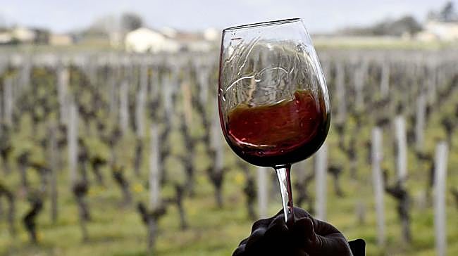 ¿Qué son los taninos?