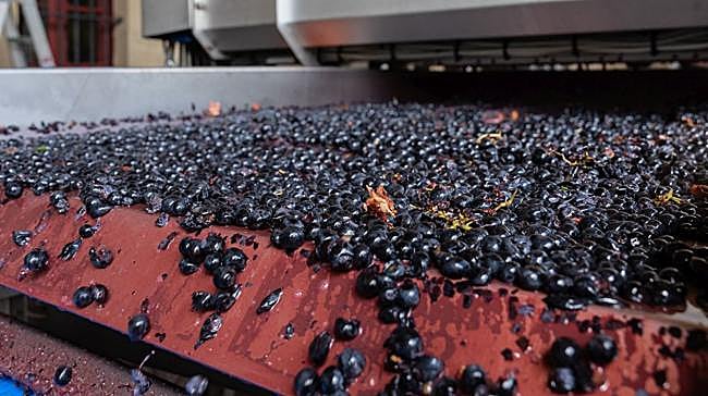 ¿Cuál no es una variedad de uva?