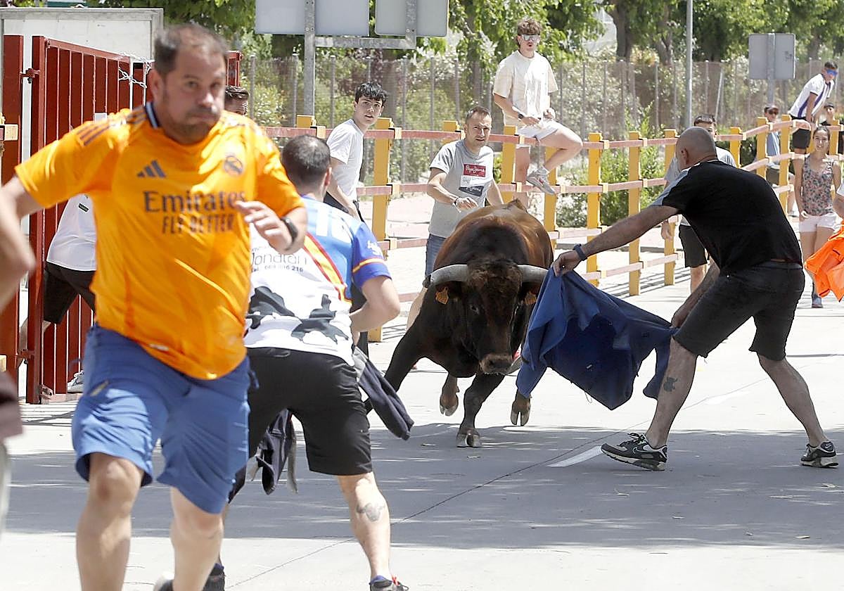Encierro de Zaratán celebrado el mes de junio.