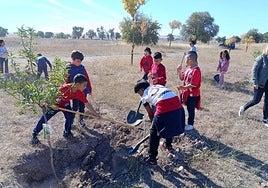 Los escolares, durante la plantación.