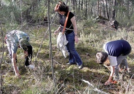 Tres personas recolectan setas en un pinar, en una imagen de archivo.