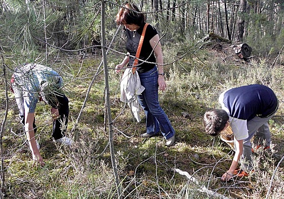 Tres personas recolectan setas en un pinar, en una imagen de archivo.