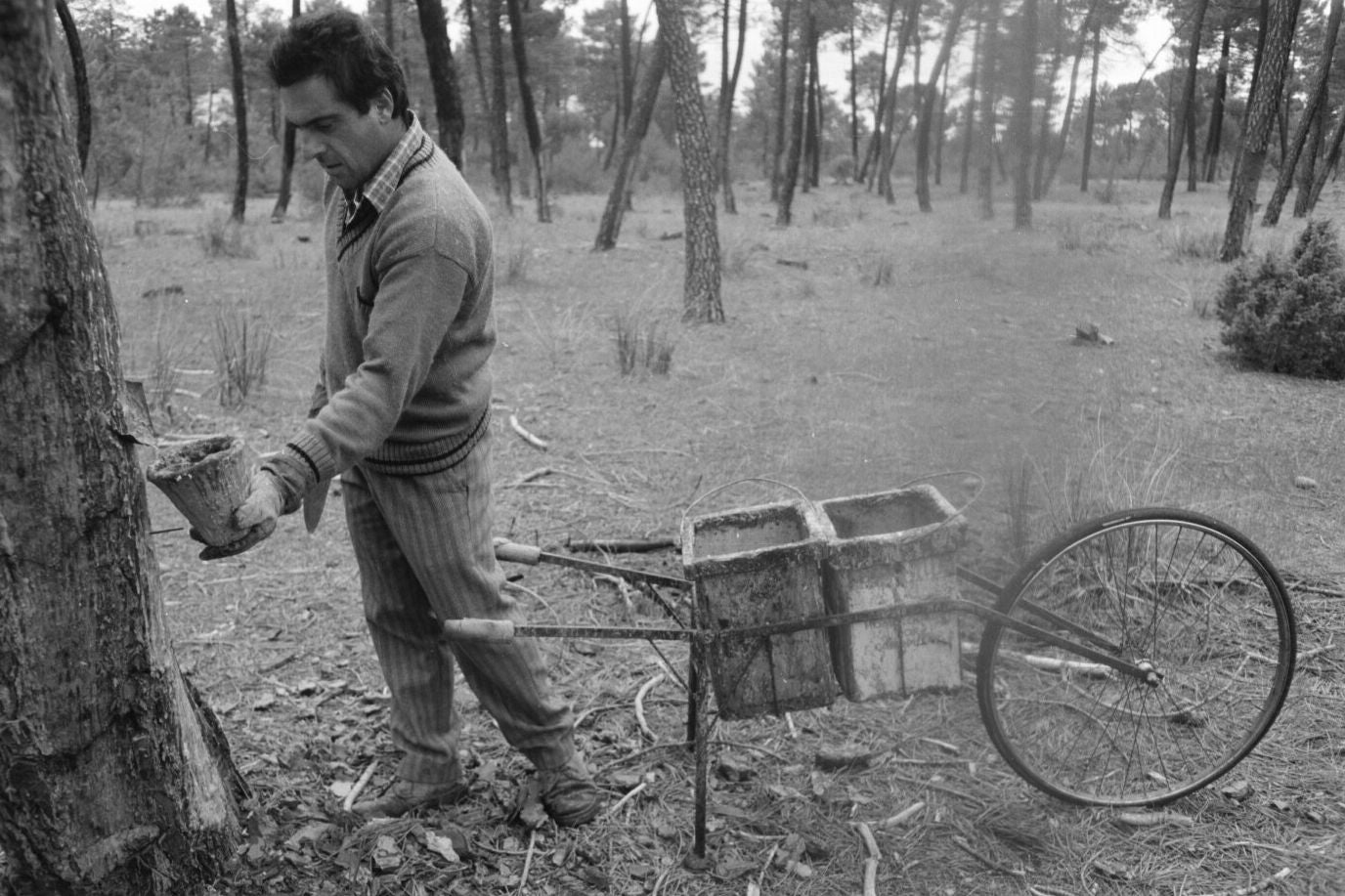 Un resinero trabaja en un pinar de Montemayor. 19 de julio de 1997.