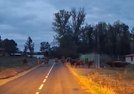 Las vacas de Amancio Gómez García cruzan una carretera en Riofrío.