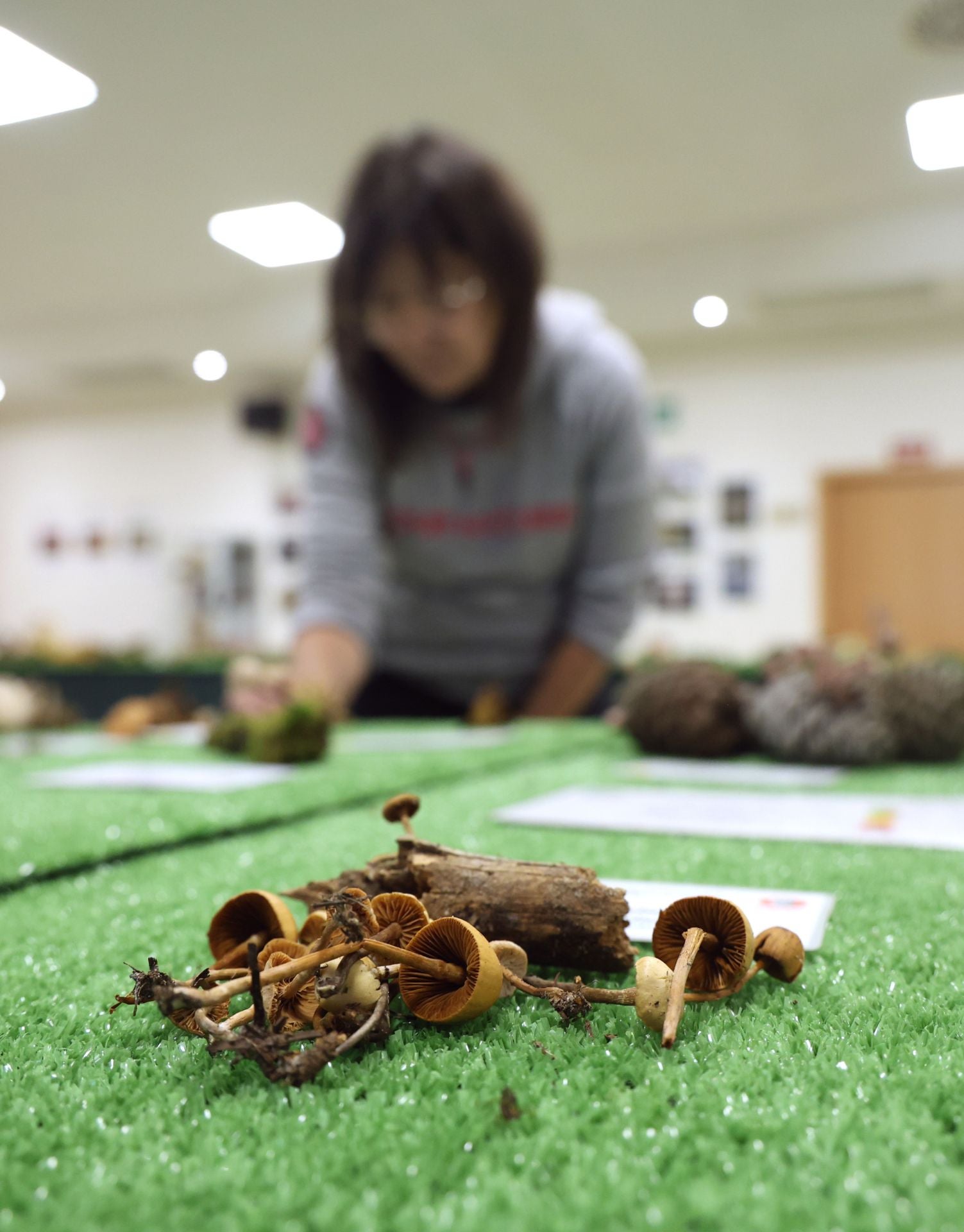 Las fotos de la muestra de setas y hongos de la Asociación Vallisoletana de Micología