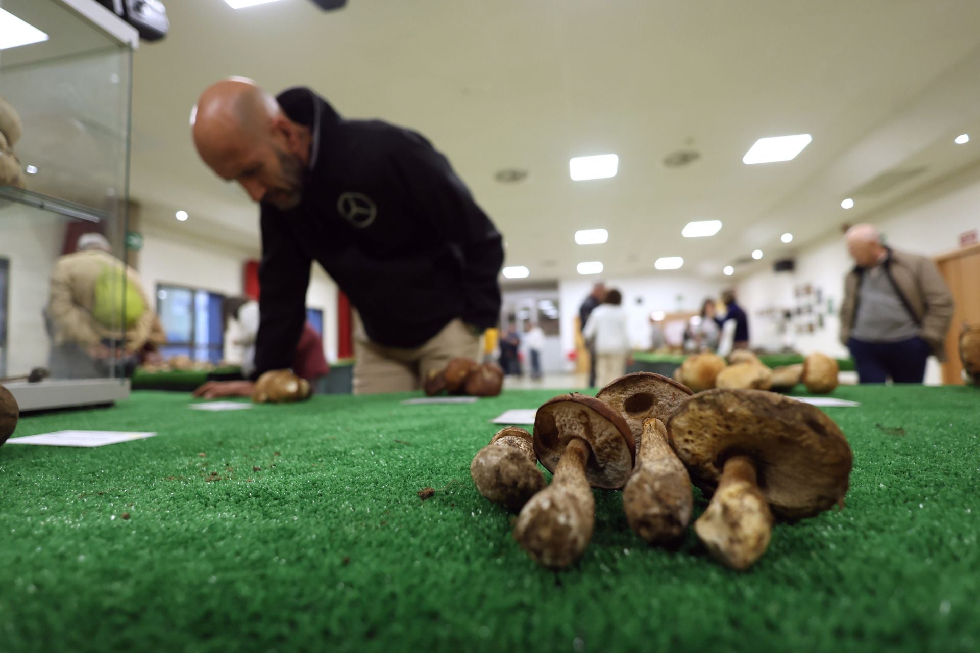 Las fotos de la muestra de setas y hongos de la Asociación Vallisoletana de Micología