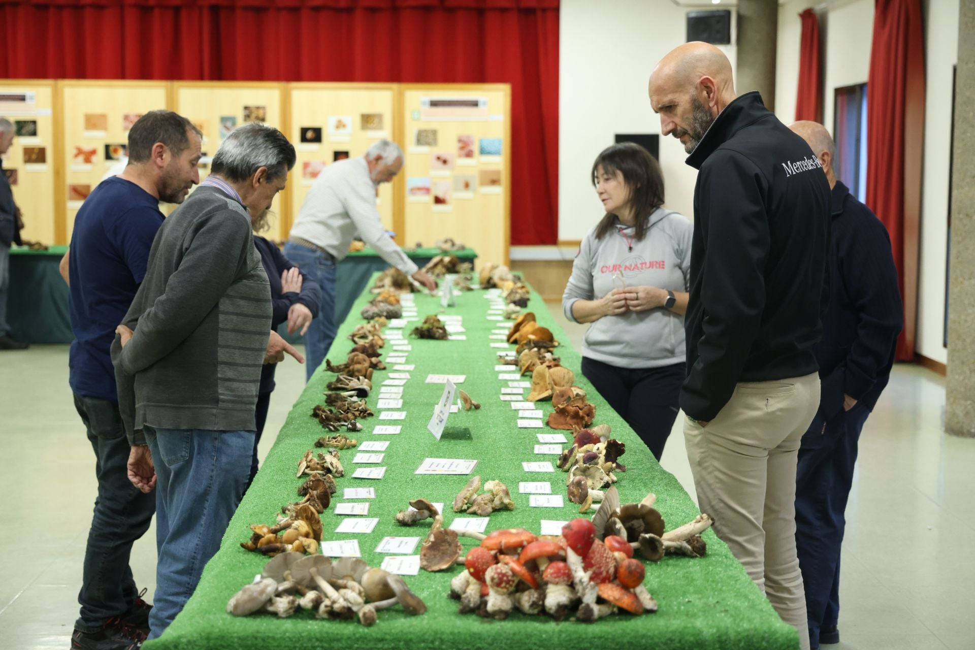 Las fotos de la muestra de setas y hongos de la Asociación Vallisoletana de Micología