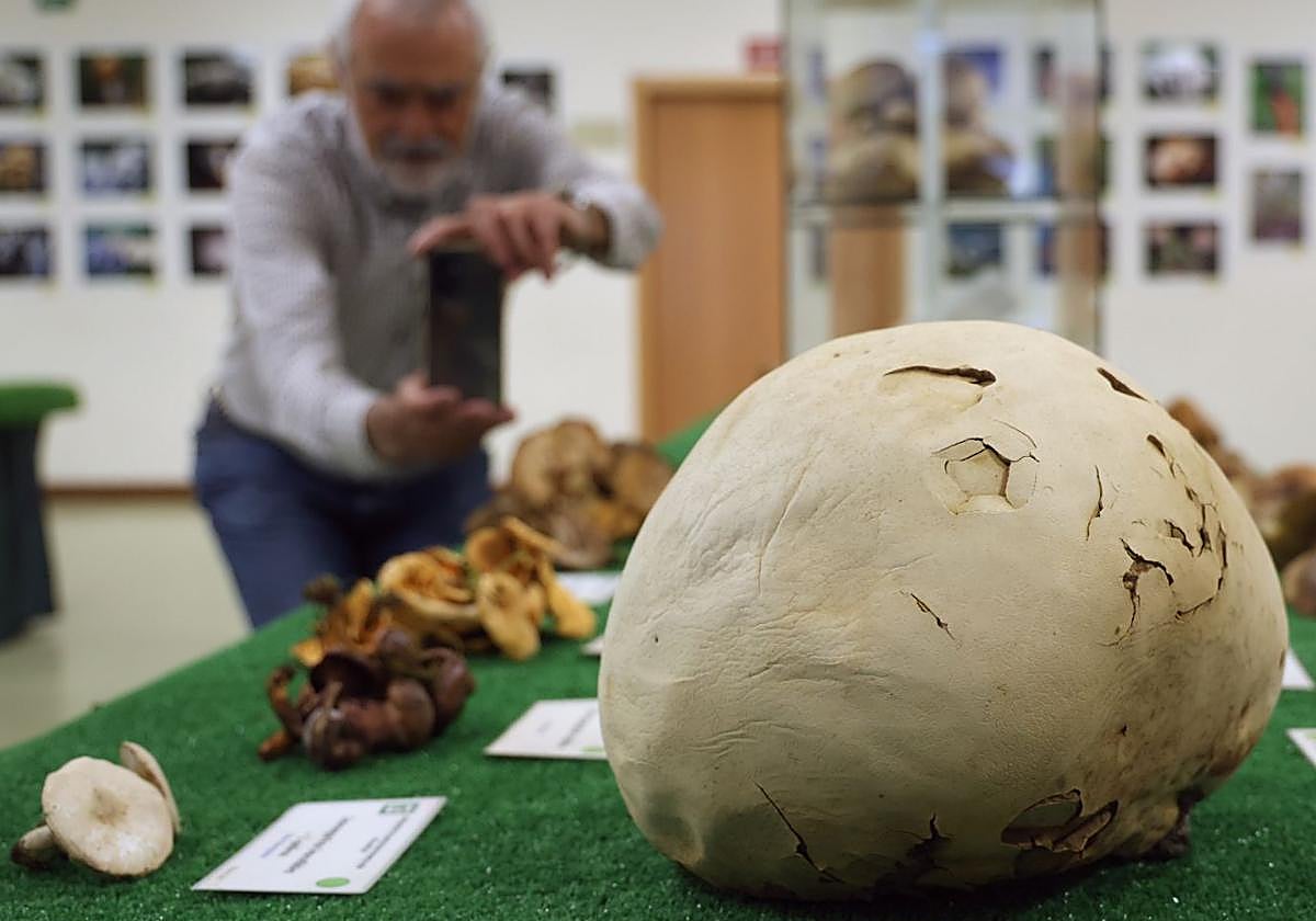 Las fotos de la muestra de setas y hongos de la Asociación Vallisoletana de Micología
