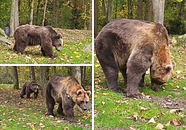 La jubilación «feliz» de Ponderoso y Luna, los osos del Coto Escolar de León que ahora viven en Alemania