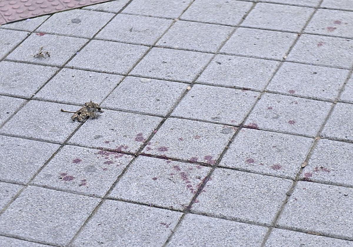 Restos de sangre de la pelea en La Cistérniga el 11 de enero de 2024.