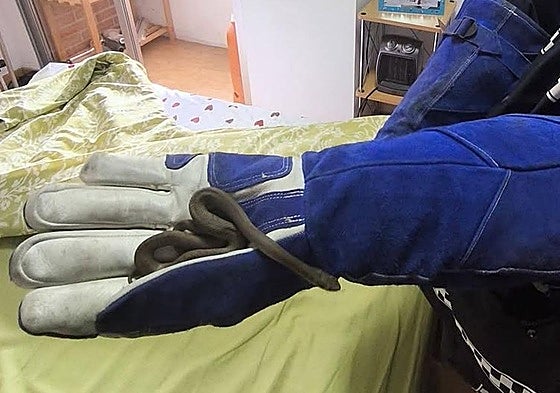 Culebra que la mujer encontró entre sus sábanas.