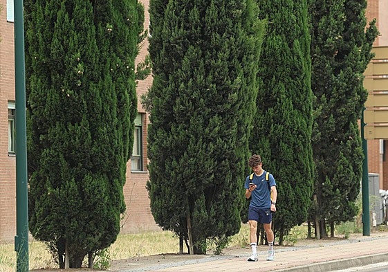 Árboles en una calle de Valladolid.