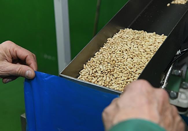 Envasado de piñón ibérico en Pedrajas de San Esteban.