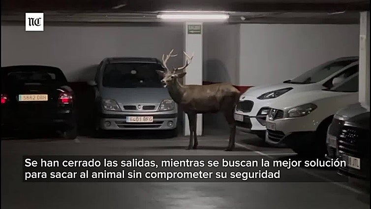 Un ciervo entra en el aparcamiento de San Martín de Zamora