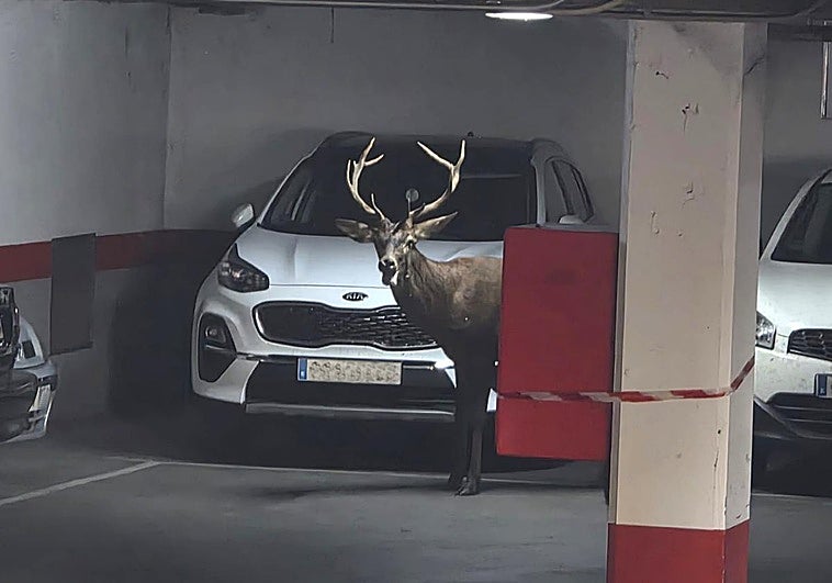 El animal en el interior del aparcamiento.