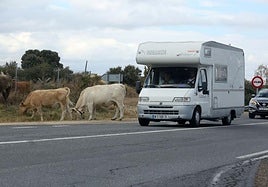 Varios vehículos circulan junto a ganado vacuno situado cerca de la calzada en la carretera N-110.