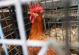 Gallina de una explotación gallega, en una imagen de archivo.