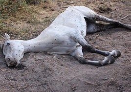 El cadáver de la yegua que no recibió tratamiento veterinario.