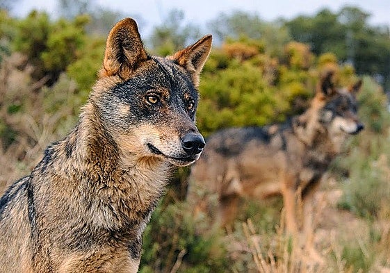 Un ataque de lobo deja siete carneros muertos en una explotación ganadera de Salamanca