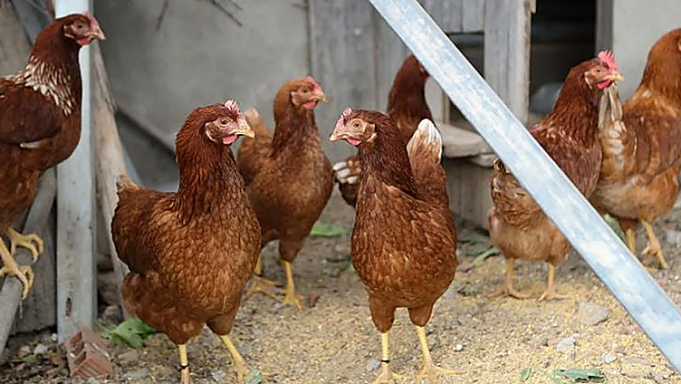 Gallinas en un imagen de archivo.