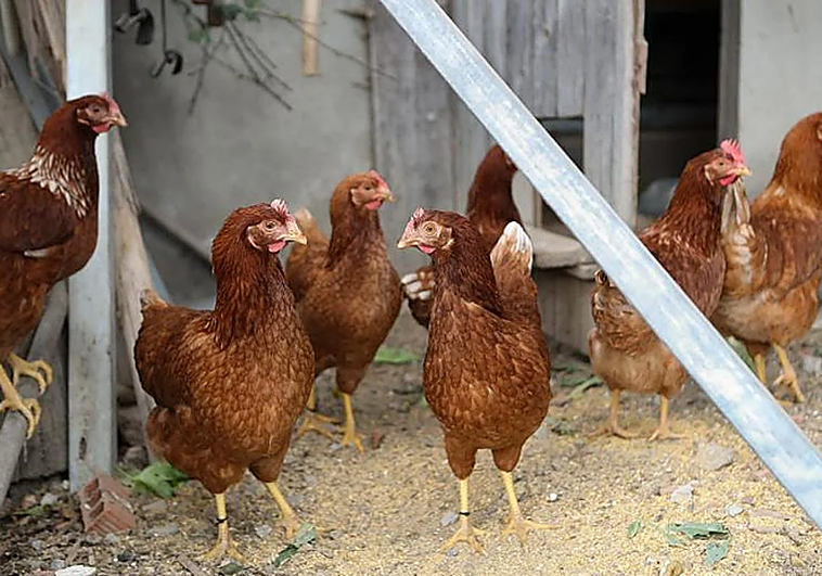 Gallinas en un imagen de archivo.