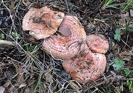 Nícalos en una imagen de archivo.