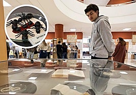 Un estudiante observa una de las vitrinas de la exposición y, en detalle, la representación de la sutura con hormigas.