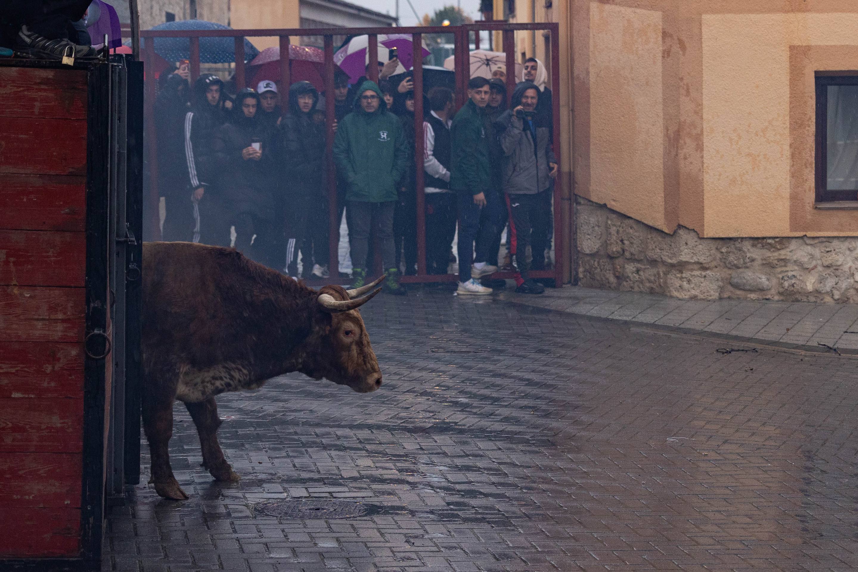 Las imágenes del encierro en Traspinedo